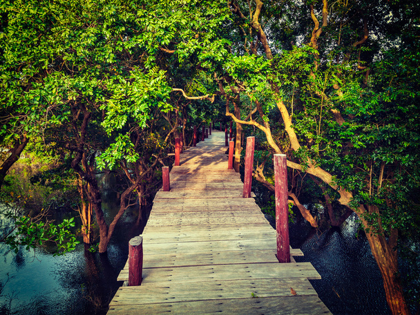 Дерев'яний міст у затоплених дощових лісах мангрових дерев
 - Фото, зображення