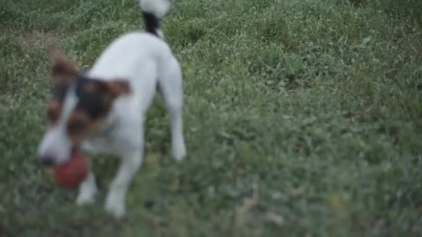 собака породи Джек Рассел тер'єр гра з м'ячем на траві - Кадри, відео