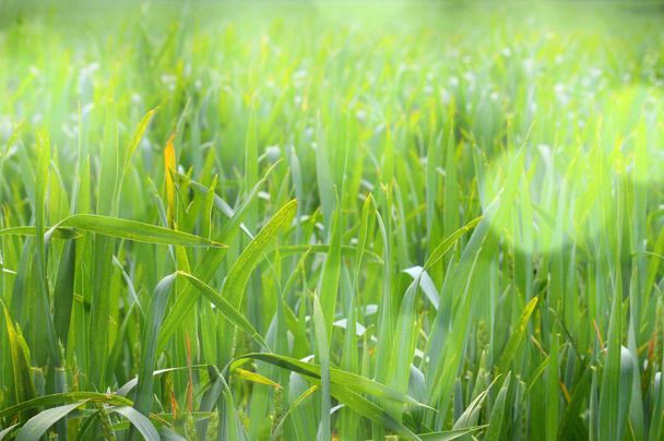 Pradera verde cubierta de hierba
 - Foto, imagen