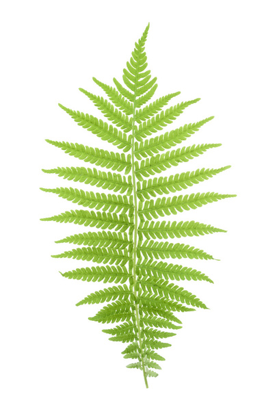 Fern isolated on white. without shadow - Photo, Image