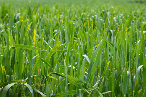 Zelená travnatá louka - Fotografie, Obrázek