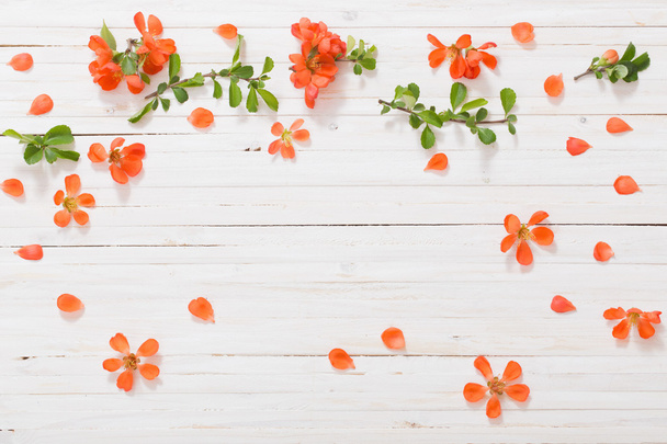 red flowers on white wooden background - Фото, изображение