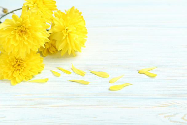 Yellow chrysanthemum flowers - Фото, изображение