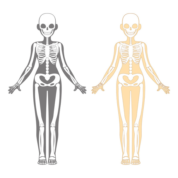 Menschliches Skelettsystem. - Vektor, Bild