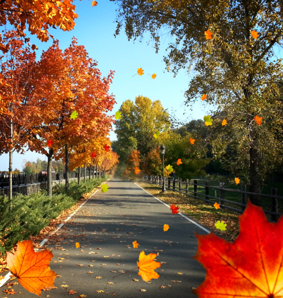 Avenue d'automne avec arbres
  - Photo, image
