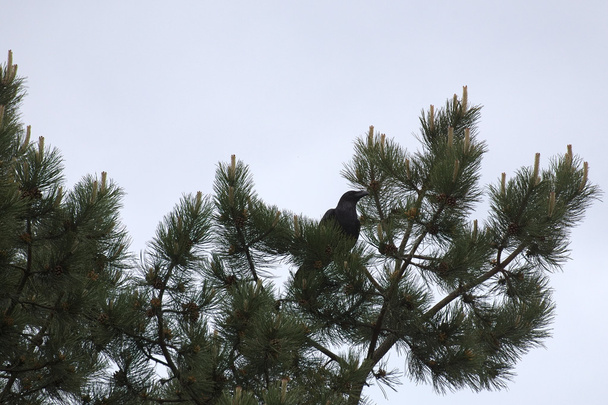 Raven On Conifer - Photo, Image