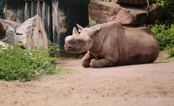 Rinoceronte negro sentado en el suelo
 - Foto, Imagen