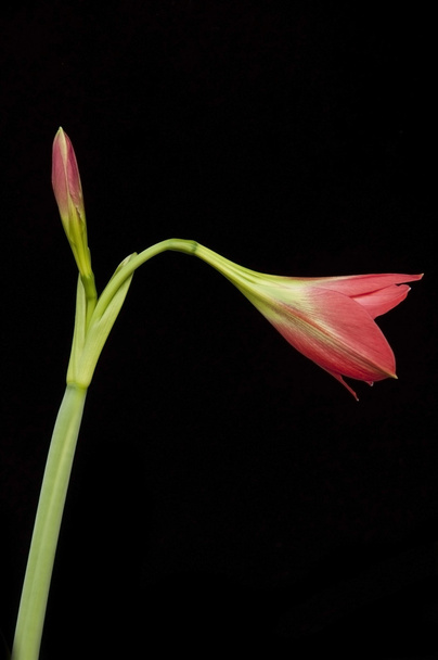 Amaryllidaceae flower - Photo, Image