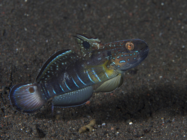 Half-banded goby - Foto, afbeelding
