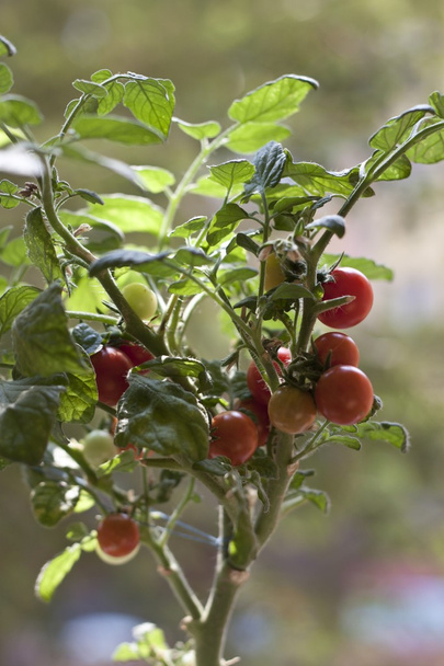 Plantas jóvenes de tomate
 - Foto, imagen