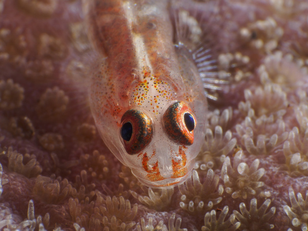 鞭サンゴ ハゼ - 写真・画像