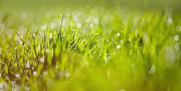 緑の芝生と背景をぼかした写真 - 写真・画像