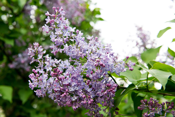 blooming lilacs. Garden blooming lilac in the spring. The scent of lilacs. Gardening, pruning and caring for shrubs lilac. - Фото, изображение