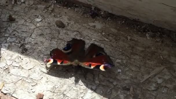 Beautiful butterfly on the old windowsill. - Video, Çekim