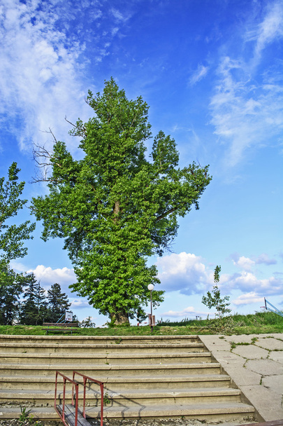Большое старое дерево
 - Фото, изображение