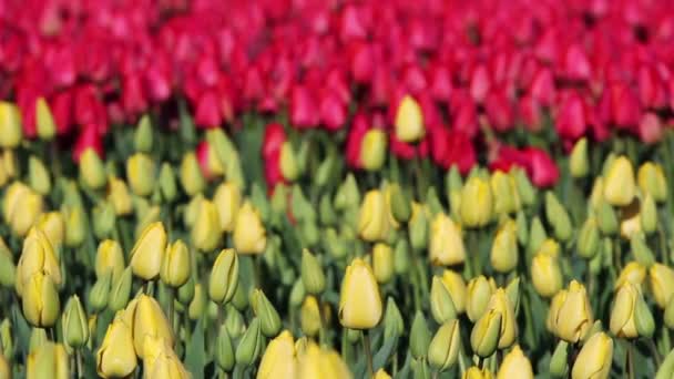 Piros és sárga tulipán mező - Felvétel, videó