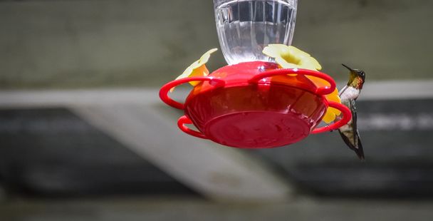 Jarní Ruby throated kolibřík (Archilochovi colubris). - Fotografie, Obrázek