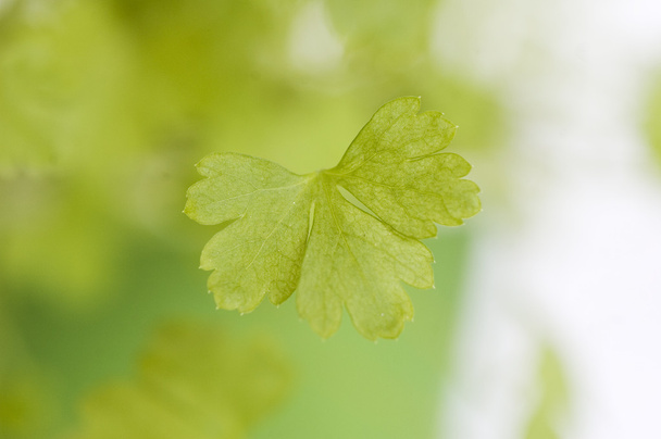 Laef of parsley - Фото, зображення