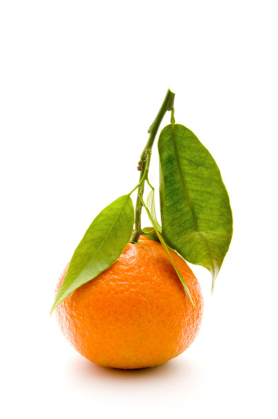 Tangerine sur branche
 - Photo, image