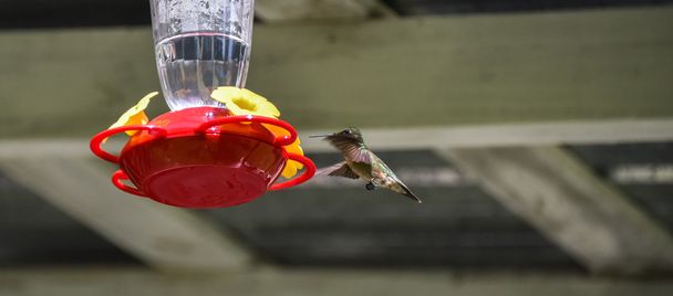 Springtime Ruby throated hummingbird (Archilochus colubris). - Photo, Image