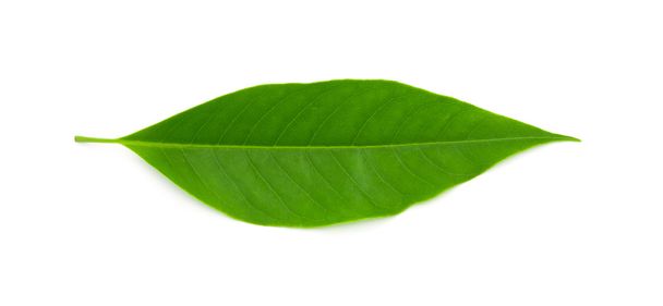 πράσινο φύλλο σε λευκό φόντο - Φωτογραφία, εικόνα