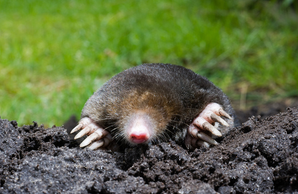 Mole in sand - Photo, Image