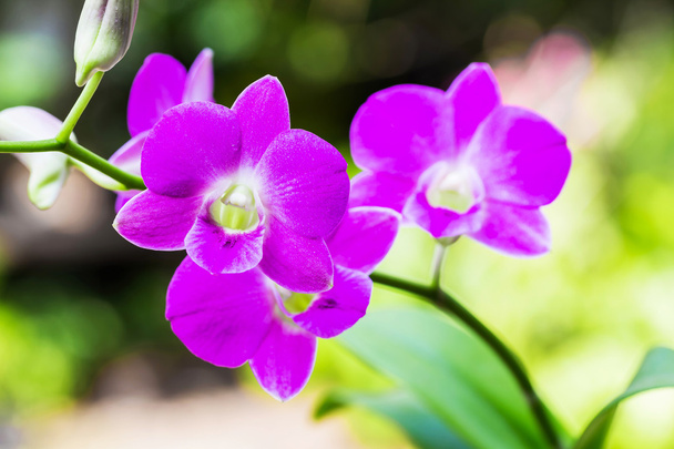 Яркие фиолетовые цветы
 - Фото, изображение