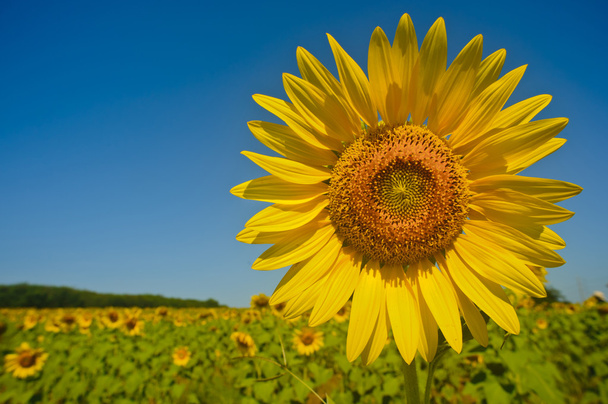 sunflower field over cloudy blue sky - Photo, Image