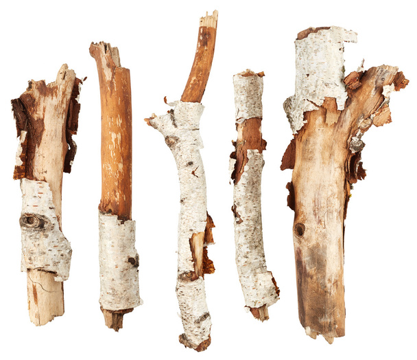 Birch tree sticks - Photo, Image