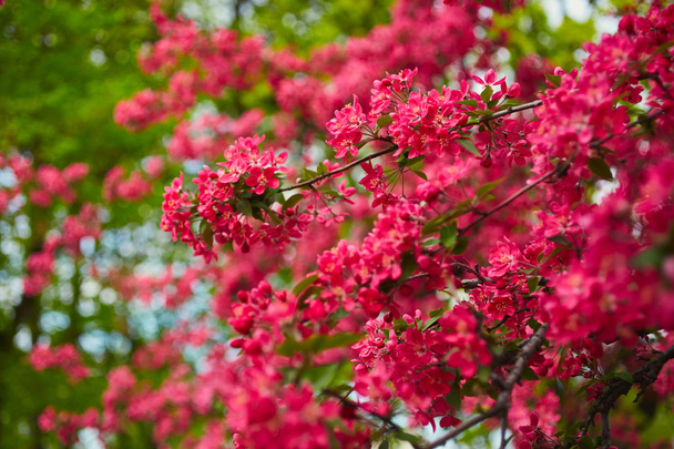 美しい春のピンクの花 - 写真・画像