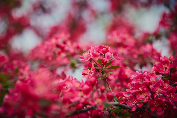 春ピンク色の花のクローズ アップ - 写真・画像