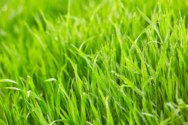 herbe verte avec des gouttes d'eau  - Photo, image