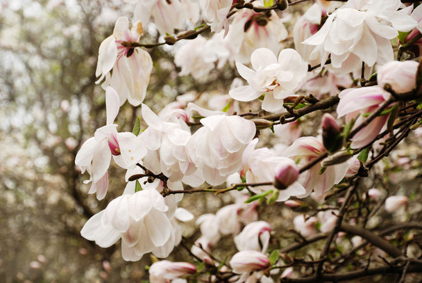 Magnolia virágzó. - Fotó, kép