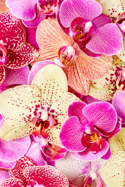 krásné květy orchidejí - Fotografie, Obrázek