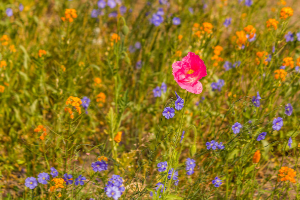 κόκκινο λουλούδι παπαρούνας στον κήπο - Φωτογραφία, εικόνα
