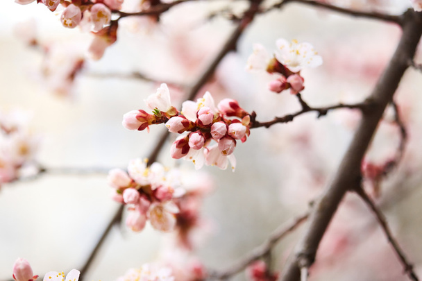 tavasszal virágzó fa - Fotó, kép