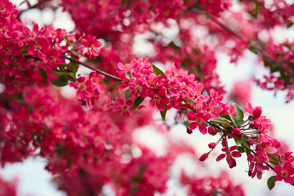 Árbol floreciente primavera
 - Foto, Imagen