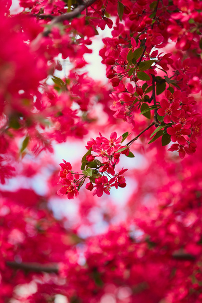 春の花。美しい花  - 写真・画像