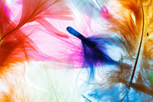 Colorful bird feathers - Φωτογραφία, εικόνα