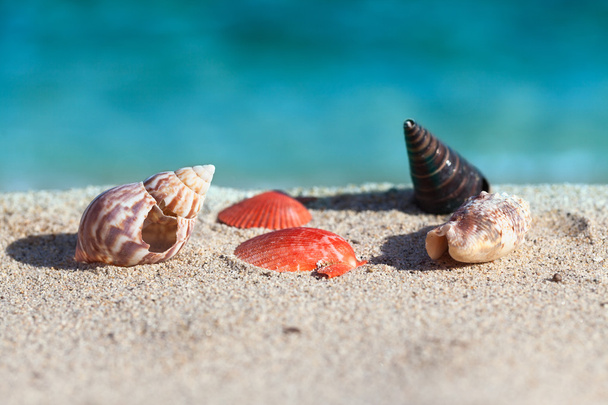 Scena idilliaca con conchiglie sulla spiaggia di sabbia
 - Foto, immagini