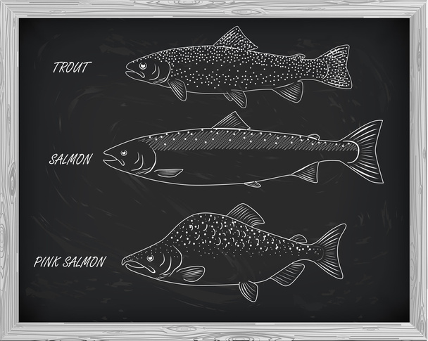 beautiful pattern of salmon, trout and pink salmon. With a drawi - Wektor, obraz