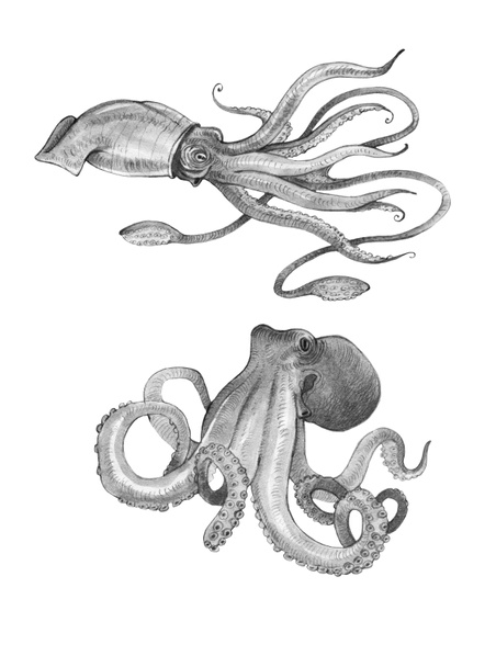 Акварельный кальмар, осьминог
 - Фото, изображение