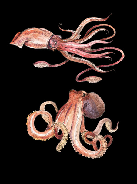 Aquarel inktvis, octopus - Foto, afbeelding