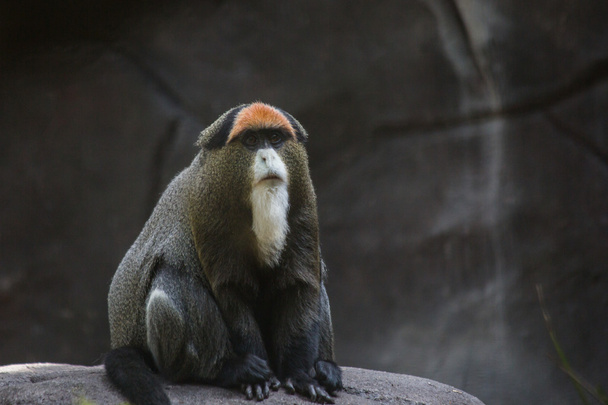 Le singe de Brazza
 - Photo, image