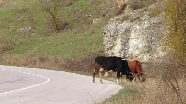 zwei Kühe grasen in der Nähe der Straße - Filmmaterial, Video