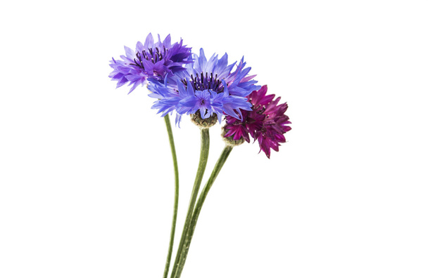 квітка Волошка ізольовані
  - Фото, зображення