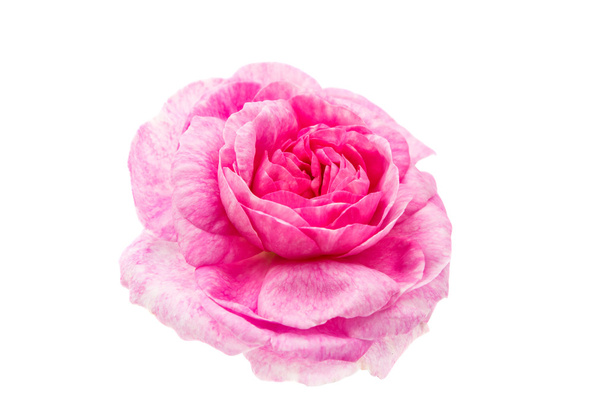 квітка рожева троянда ізольована
 - Фото, зображення