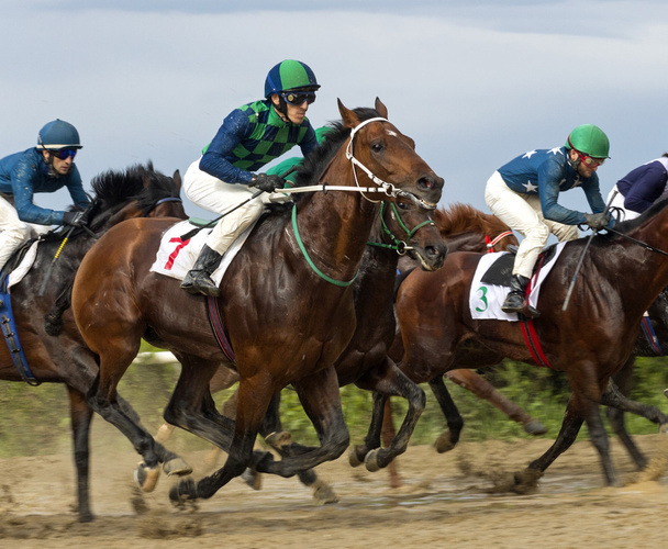 Carreras de caballos en Nalchik
. - Foto, imagen