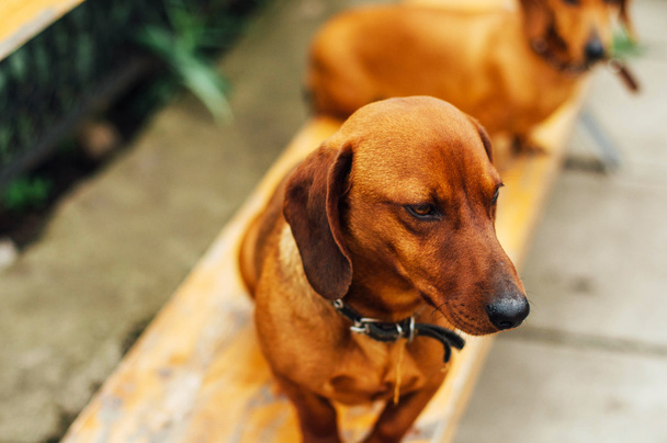 Dachshund dog  in outdoor. Beautiful Dachshund sitting in the  w - Photo, Image