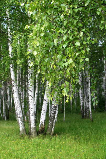 berkenbomen met jonge gebladerte - Foto, afbeelding